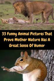 33 Funny Animal Pictures That Prove Mother Nature Has A Great Sense Of Humor Funny Animal Pictures Funny Animals Animal Pictures