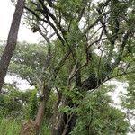 Image result for Zanthoxylum chalybeum