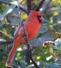 Birds Native To Virginia Beach Beautiful State Bird Of Virginia The Cardinal West Virginia Virginia State Birds