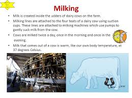 The Process Of Milk Production Ppt Video Online Download