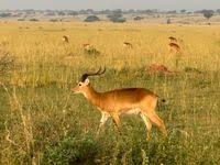 Image result for Hyparrhenia subplumosa