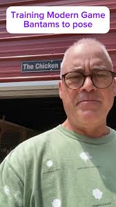 Cluckerbooks #chickenman #ModernGameBantam #chicken #bantam #rooster