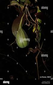 Image result for Aristolochia albida