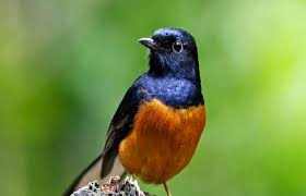 Selama mabung, burung hanya dimandikan dengan cara disemprot halus saja dan tidak sampai basah. Cara Mengatasi Burung Murai Batu Macet Bunyi Agar Gacor Kembali Kicaumania Net