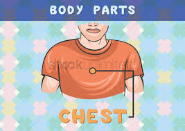 Safety precautions, styling tips, reviews of popular binders a binder works by pushing down the skin and tissue that create bumps on the chest. Body Parts Chart For Chest Vector Image 1396567 Stockunlimited