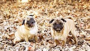 sukela list adli kullanicinin bakimi kolay kopekler panosundaki pin kopek turleri kopek pug kopekler