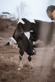 Backpacker S Guide How To Find Farm Work In Australia