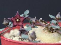 Image result for Brachystelma