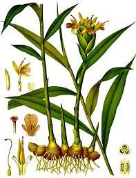 • promotes digestive tract functions: Ginger Wikipedia
