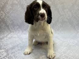 What age to breed a springer spaniel? English Springer Spaniel Puppies Petland Bradenton