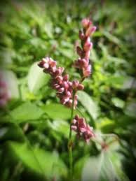 It's most commonly used as a. Smartweed Oriental Lady S Thumb Wildfoods 4 Wildlife