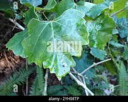 Image result for Rhoicissus tomentosa