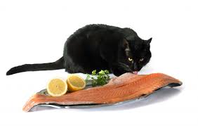 You need to take care of how much your cat eats though, as too much can give him an. Can Cats Eat Salmon