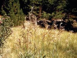 Image result for Bromus