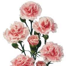 Pink Mini Carnation Flowers Fiftyflowers Com Mini Carnations Inexpensive Wedding Flowers Bridesmaid Flowers