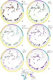 Image result for Memecylon sp. D