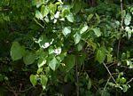 Image result for Cissus integrifolia