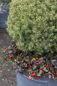 Purchased this for its evergreen foliage and bright red berries in the winter. Creeping Wintergreen