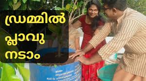 Use a watering can on it and wait for it to become a sapling. How To Plant Trees On Terrace How To Planting Fruit Tree In A Drum Youtube