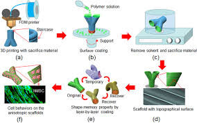 Enter the correct letters (or terms if desired) in the answer blanks. 4d Anisotropic Skeletal Muscle Tissue Constructs Fabricated By Staircase Effect Strategy Iopscience