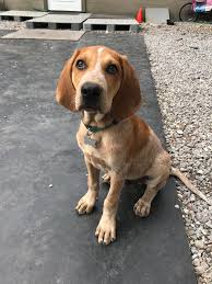The redtick coonhound is known to have excellent hunting skills with there ability to track small and large game,redtick coonhounds are relaxed and. Rocky The Redtick Pup Coonhounds