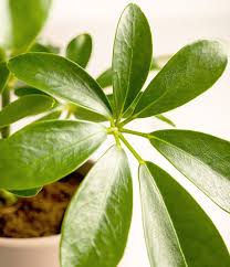 Image result for Schefflera
