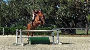 In stock for fast delivery! It S Showtime For Esh This Week End Our Equisale Sport Horses Facebook