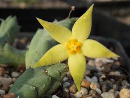 Image result for Piaranthus atrosanguineus