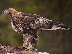 Fåglar som vi bygger holkar åt eller som annars är i vår omedelbara närhet tilldrar sig vårt intresse i stor omfattning. Kungsorn Wikipedia