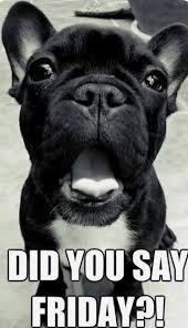 Yay It S Friday Its Friday Quotes Animal Quotes French Bulldog
