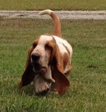 We sell basset hound puppies all over the united states. Huff S Hounds Akc Basset Hound Puppies For Sale In Georgia American And European Basset Hound Puppies