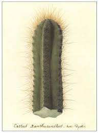 In the sonoran desert, you often usually get a very dry spring, exceedingly hot early summers and then a period of a few months with occasional thunderstorms, more. Salm Dyck S Cactus Paintings