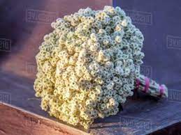 Bunga edelweis atau edelweiss adalah bunga yang langka dan mendapat julukan 'bunga abadi'. Inilah Gambar Bunga Edelweis Fakta Yang Unik Tentangnya 5 5 1 Gambar Bunga Bunga Kebun