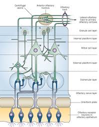Image result for Drug-Induced Olfactory Dysfunction