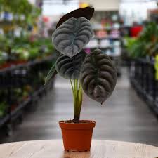 Image result for Alocasia