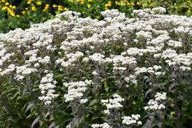 Image result for Chlorophytum perfoliatum