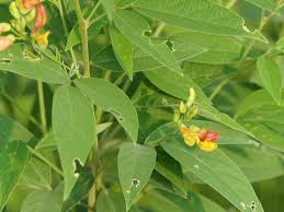 Image result for Cajanus cajan