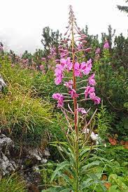 Maybe you would like to learn more about one of these? Zainoinspalla La Natura In Montagna Fiori