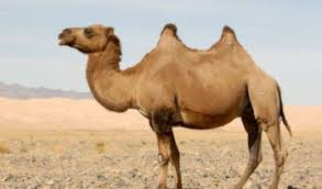 The imperial camel rider (called imperial camel before the definitive edition) is the second unique unit of the indians in age of empires ii: Dromedary Camels African Western Asian Camel Facts