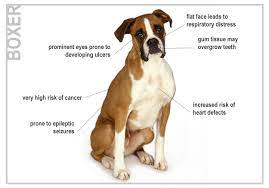 Check spelling or type a new query. The Perfect Dog Dogs Funny Boxer