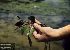 Image result for Potamogeton nodosus