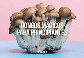 Los hongos se pueden adquirir frescos, o secos. Hongos Magicos Guia Para Principiantes
