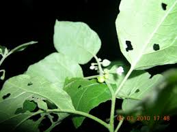 Image result for Solanum anguivi