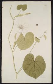 Image result for Ipomoea violacea