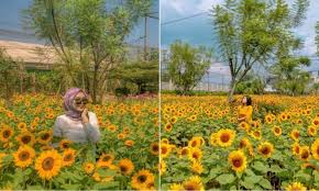Karena keindahannya kebun bunga matahari di bantul ini justru jadi spot untuk berfoto oleh para pelancong. Sky Garden Pvj Mall Kebun Bunga Matahari Yang Hits Dan Intagramable Di Bandung Letaknya Di Rooftop