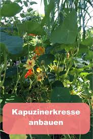 Kapuzinerkresse Im Garten Gartenbob De Der Garten Ratgeber Kapuzinerkresse Kapuzinerkresse Pflanzen Heilpflanzen