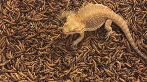 2000 Superworm Unboxing Bearded Dragon Feeding Frenzy Youtube