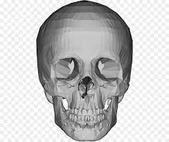 Sekarang kepala kemaluanku terjepit di antara bibir kemaluan mbak ummi. Skull Drawing Png Download 514 758 Free Transparent Skull Png Download Cleanpng Kisspng