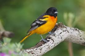 DDE-90039393 Our beautiful Wall Art and Photo Gifts include Framed Prints,  Photo Prints, Poster Prints, Canvas Prints, Jigsaw Puzzles, Metal Prints  and so much more