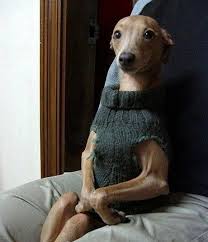 Italian greyhound compared to other breeds. Colin Cunningham On Twitter I Can T Stop Looking At Italian Greyhounds Wearing Sweaters